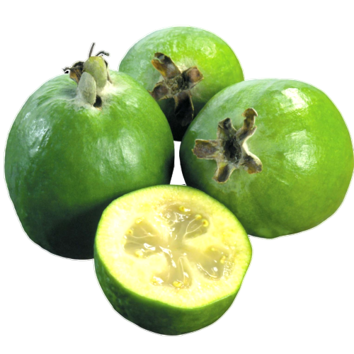 FEIJOA