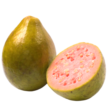 GUAVA