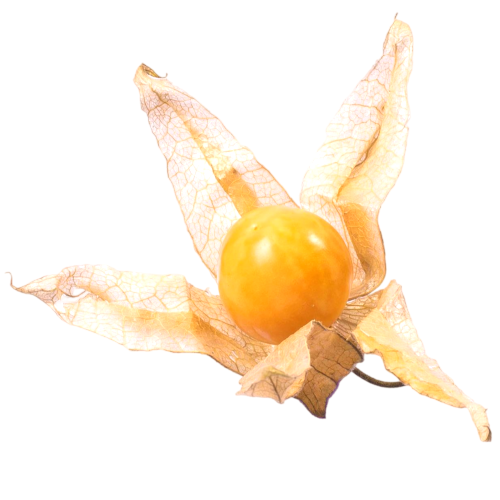 GOLDENBERRY (PHYSALLIS)
